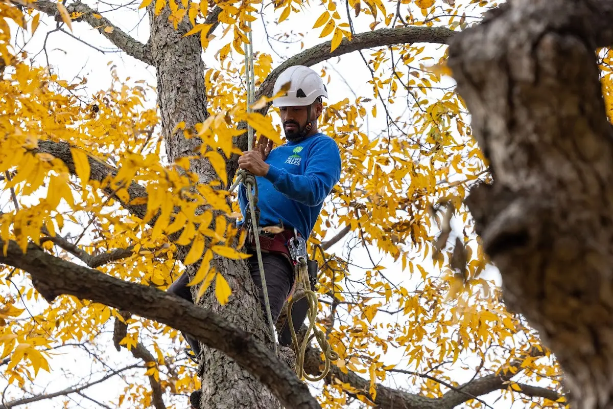 Skilled Tree Planting crew working in Wyoming