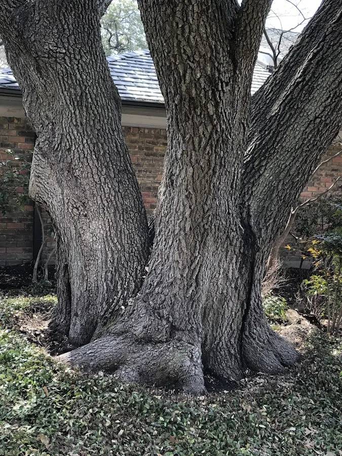 Mature heritage tree close to a Wyoming property cared for by certified arborists
